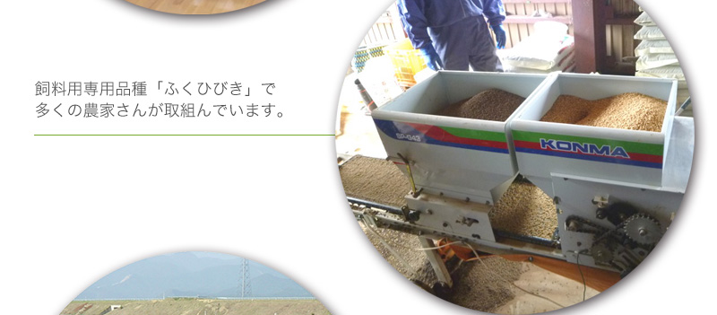 飼料用専用品種「ふくひびき」で多くの農家さんが取組んでいます。