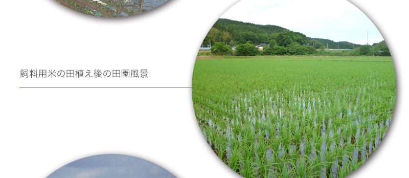 飼料用米の田植え後の田園風景です。