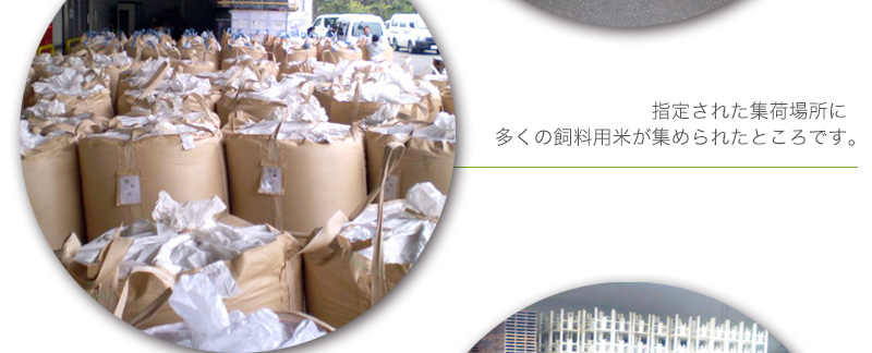 指定された集荷場所に多くの飼料用米が集められたところです。