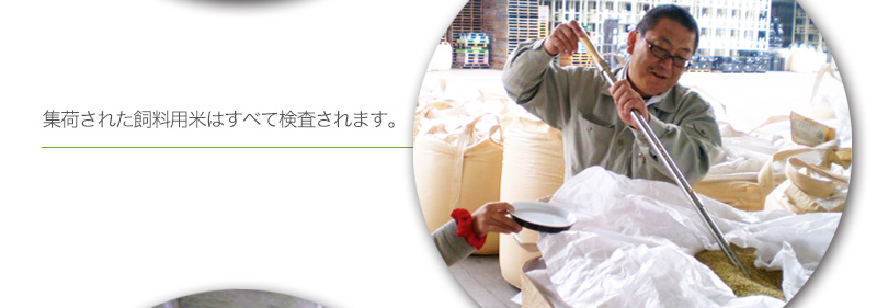 集荷された飼料用米はすべて検査されます。
